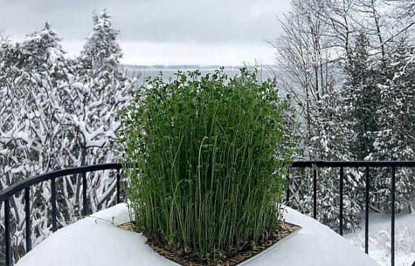Ширин Нешат: «Мы это преодолеем»